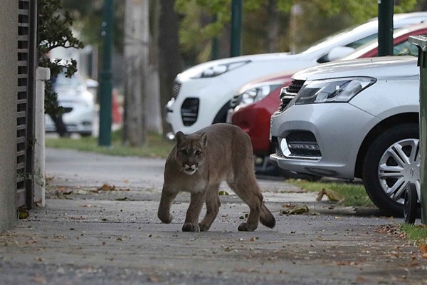 双语：Nature takes back world's empty city streets 自然收复失地？人类隔离数日后野生动物开始现身城市