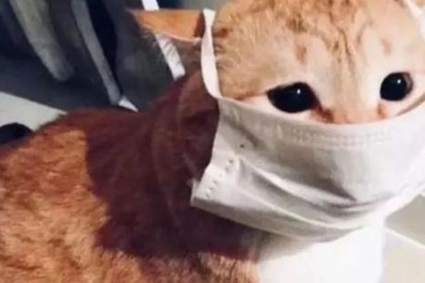 哪种宠物更易感新冠病毒？猫猫高度易感！