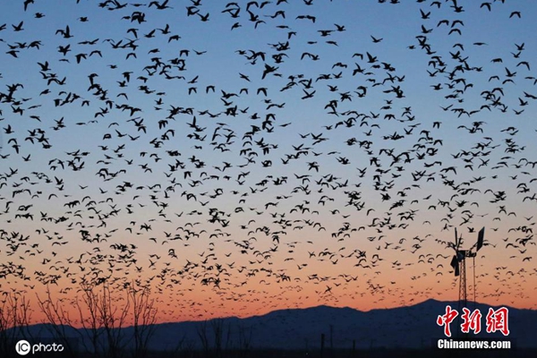 成群白额雁现身日本北海道 振翅齐飞超震撼