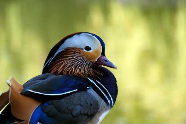 羽毛光鲜靓丽的鸳鸯