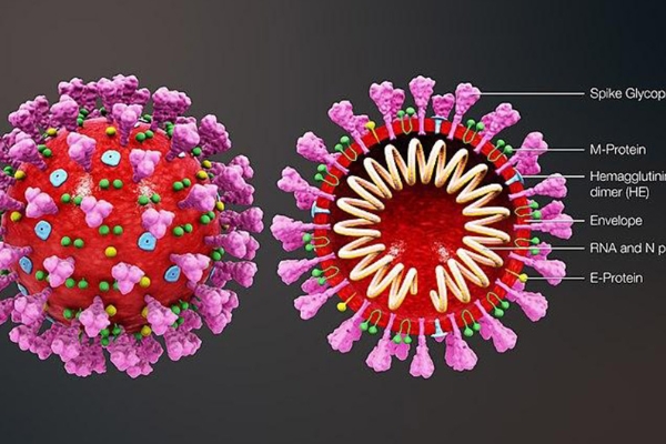 新冠病毒与流感病毒有7大区别