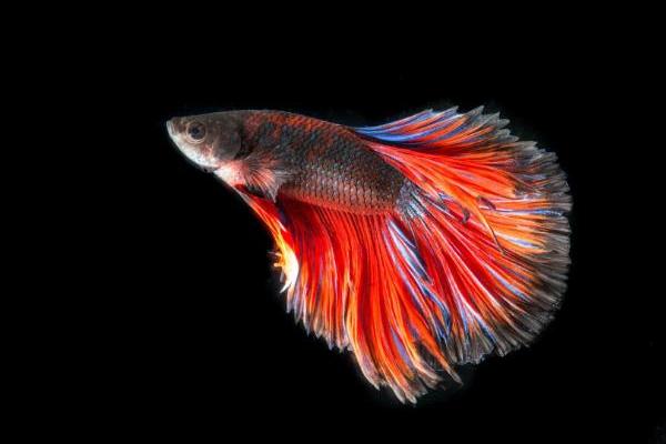 五彩缤纷的泰国斗鱼