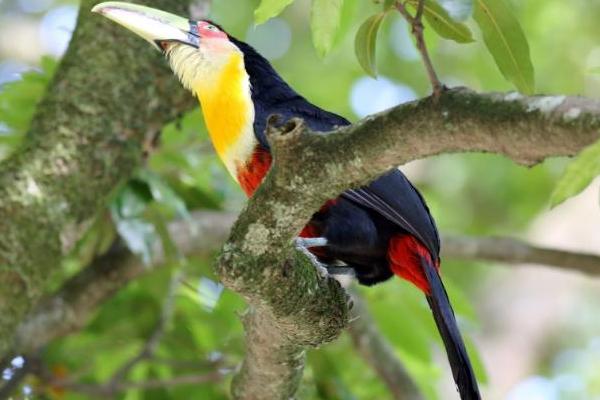 长相奇特的巨嘴鸟