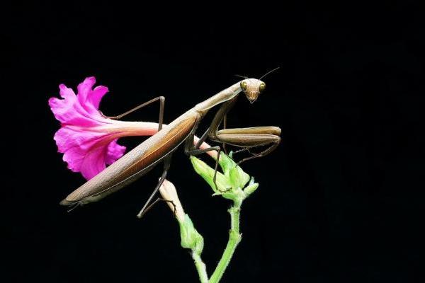 喜欢骗人的螳螂