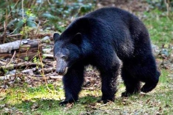 黑熊袭人事件多次发生，如果我们遇到黑熊怎样才可保命？