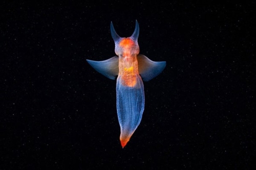 真实的水下生物的照片，看起来像CGI2