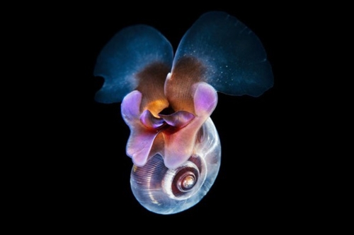 真实的水下生物的照片，看起来像CGI1