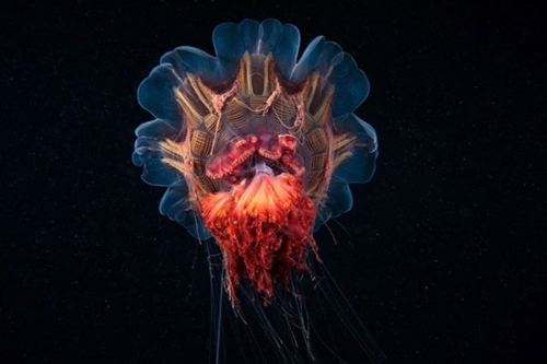 真实的水下生物的照片，看起来像CGI4