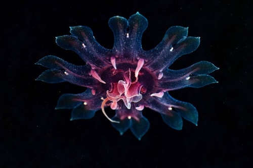 真实的水下生物的照片，看起来像CGI5