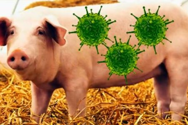 专家解疑新型猪流感病毒