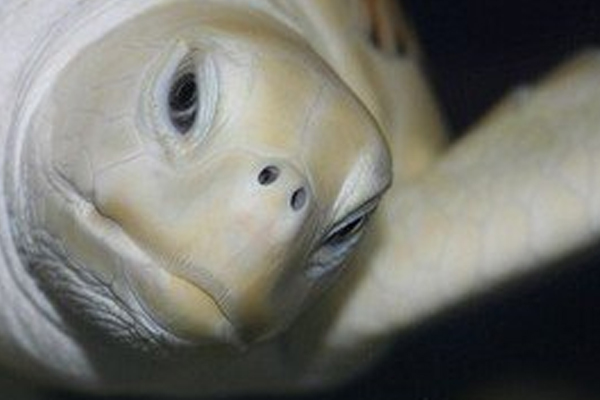 7种罕见白化动物：白化美西螈酷似外星生物