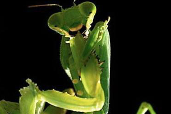 组图：螳螂死亡交配全程 疯狂啃食与交配同步