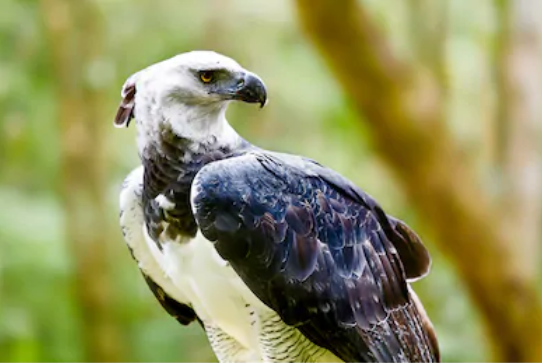 帅气的侧脸,图片来源 pexels