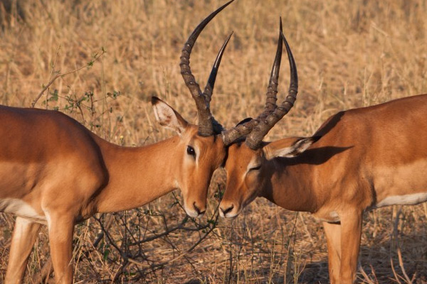 擅长奔跑跳跃的羚羊