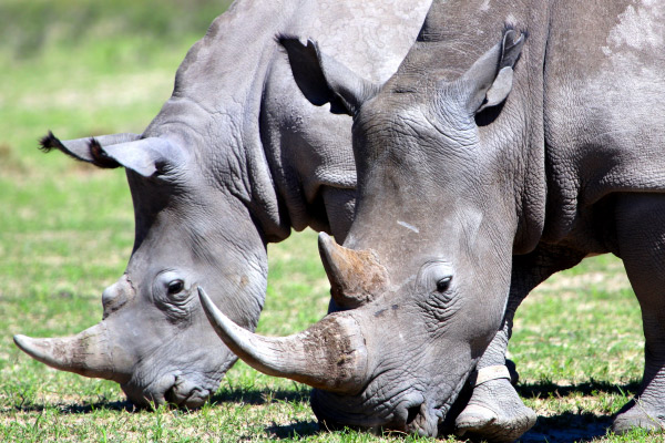 高大强健的犀牛