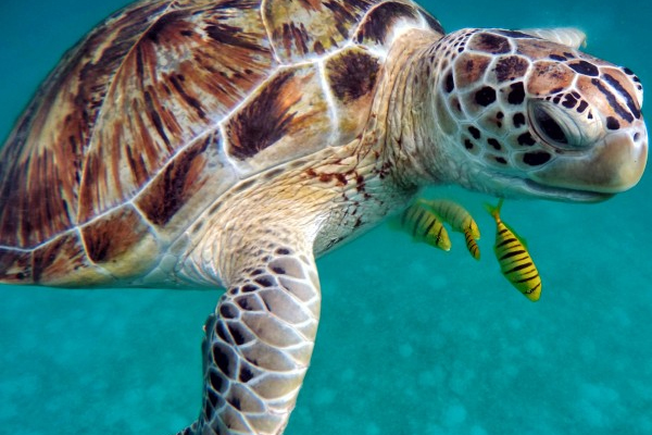 海中奋力游泳的海龟