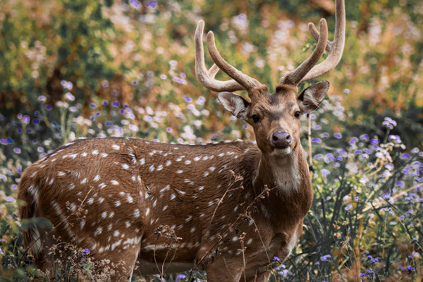 森林里的梅花鹿