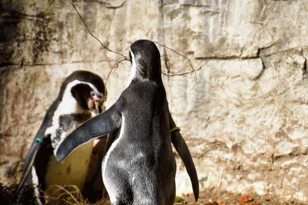 憨态可掬的企鹅