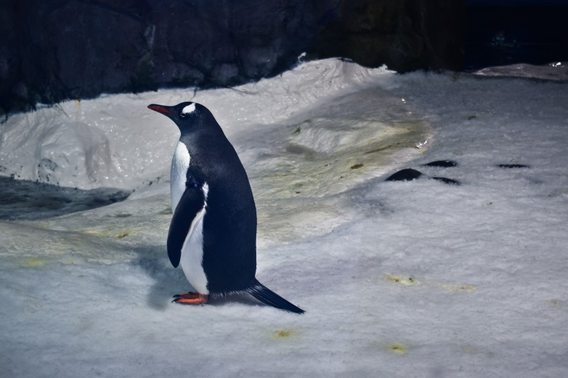 spheniscidae-004