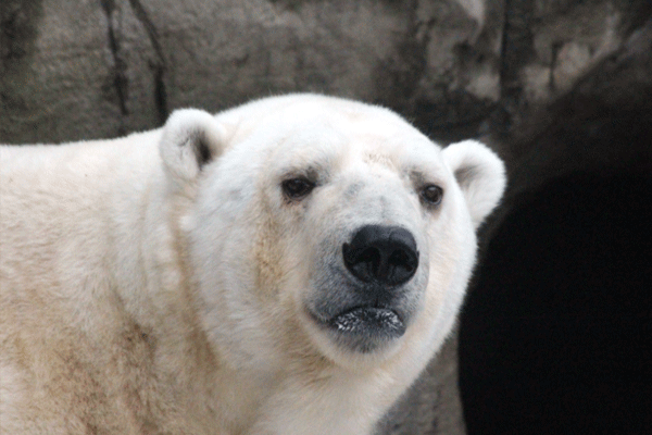 动物园里的北极熊