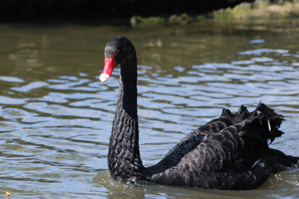 湖面上的黑天鹅