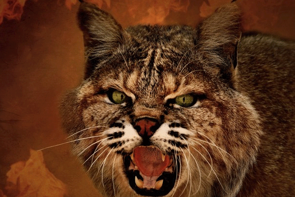 体型似猫的猞猁