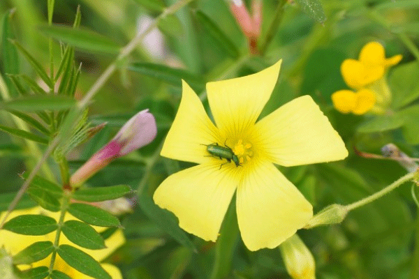 清新雅致的酢浆草