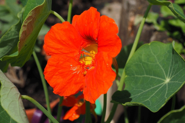 身姿娇美的橙色旱荷花