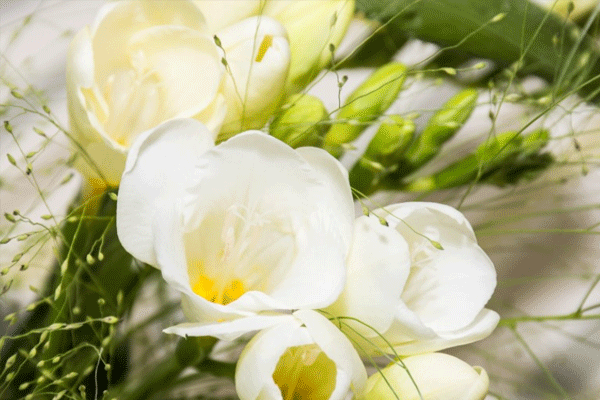 娇艳芳香的小苍兰