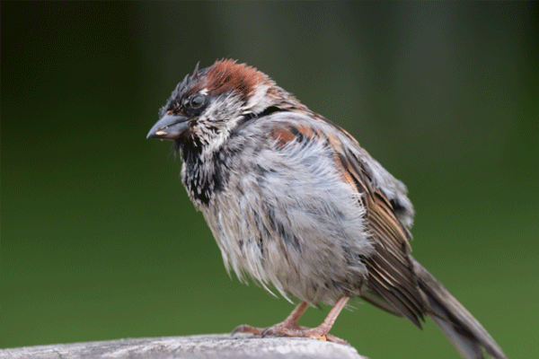 小巧玲珑的麻雀