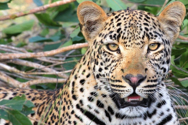 凶猛威武的野生金钱豹