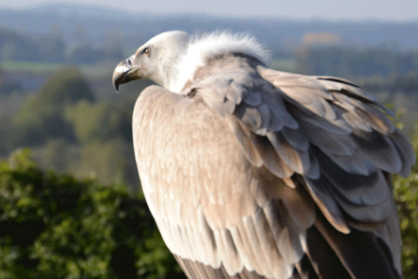 目光锐利的野生兀鹫