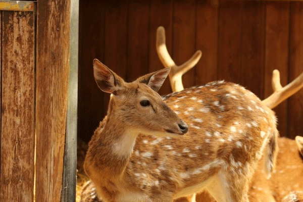 皮毛漂亮的梅花鹿