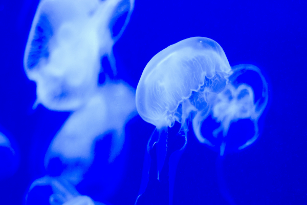 海洋中四处游荡的水母