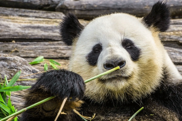 珍稀的大熊猫