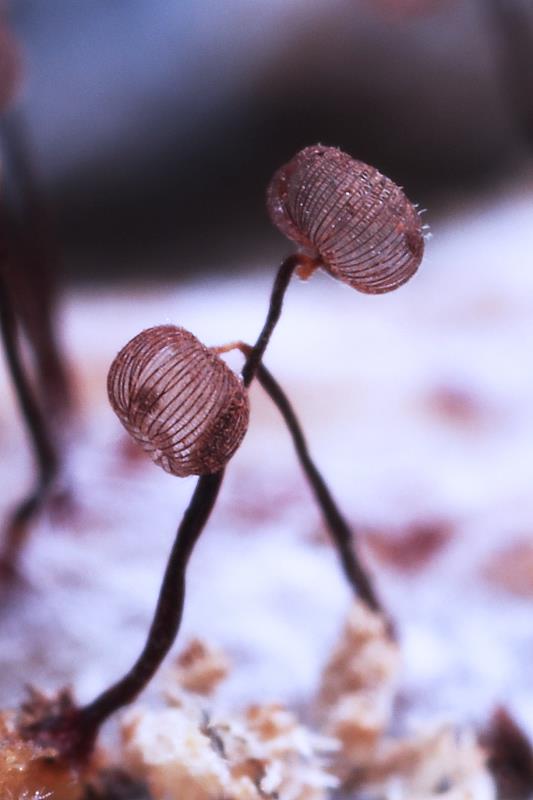 太阳菌和开菲尔菌的区别