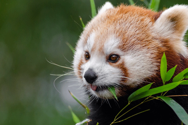正在吃竹叶的小熊猫