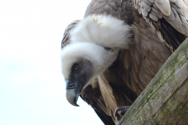 目光锐利的野生兀鹫