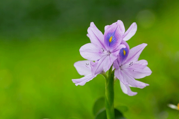 淡紫色清丽的雨久花