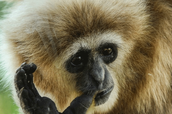 笨拙可爱的长臂猿