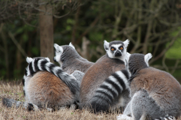 尾巴有斑纹的环尾狐猴