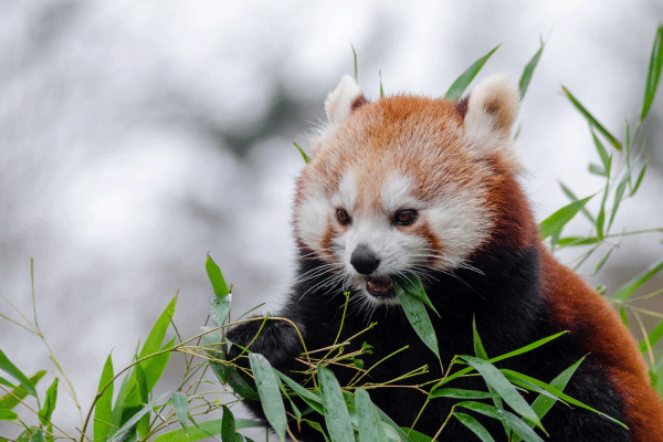 正在吃竹叶的小熊猫