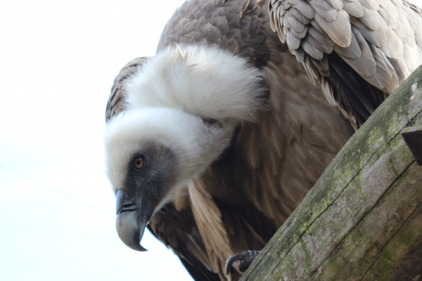 目光锐利的野生兀鹫