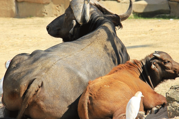 老实憨厚的水牛