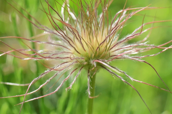 唯美植物白头翁