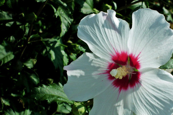 纯洁美丽的白色芙蓉花