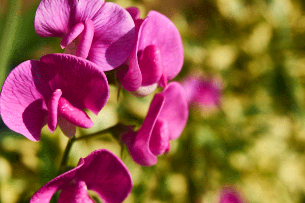 粉红色的豌豆花