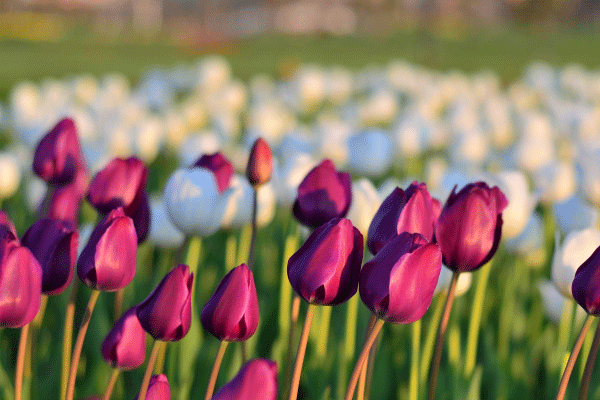 五颜六色的郁金香