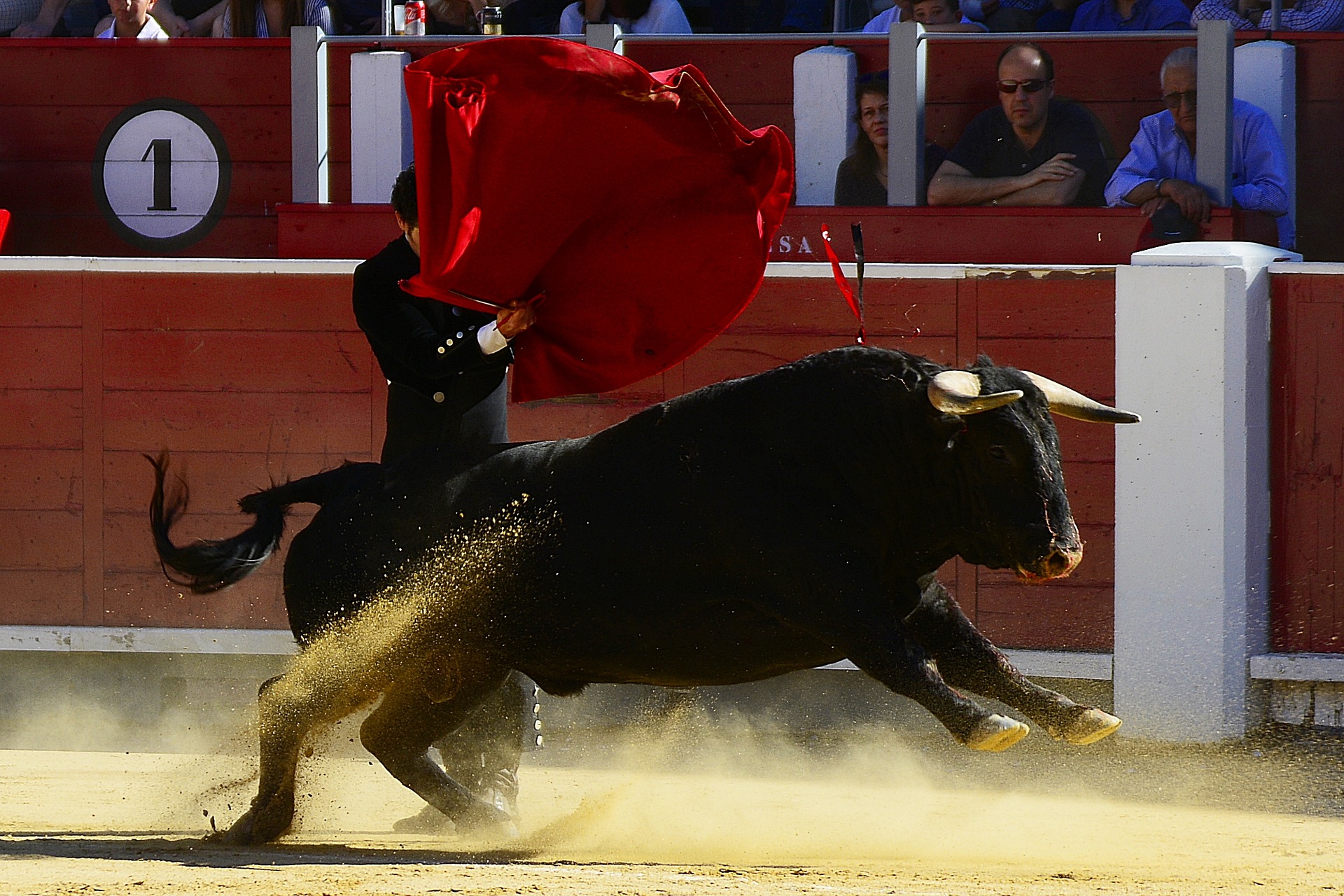 bulls-2341110_1920