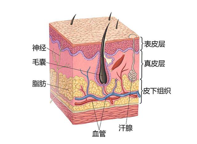 皮肤由三部分构成,按照从外到里的顺序是:表皮,真皮和皮下组织.